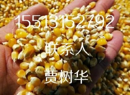 先锋玉米粒水分14容重680颗粒饱满色泽金黄示例图2