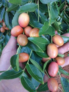 厂家直销枣树 常年大量供应优质地径1-2公分枣树 地里现出苗装车示例图1