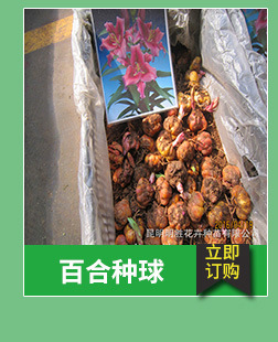 昆明基地大量销售云南玫瑰盆栽花卉种苗可食用性玫瑰花苗可泡花茶示例图7