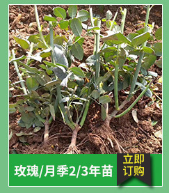 昆明基地大量销售云南玫瑰盆栽花卉种苗可食用性玫瑰花苗可泡花茶示例图5