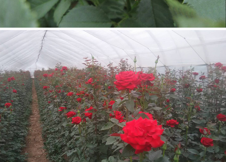昆明基地直销地栽观花植物流星雨月季玫瑰鲜花种苗多色喜阳玫瑰苗示例图11