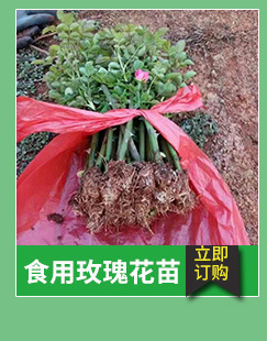 昆明基地大量销售云南玫瑰盆栽花卉种苗可食用性玫瑰花苗可泡花茶示例图8