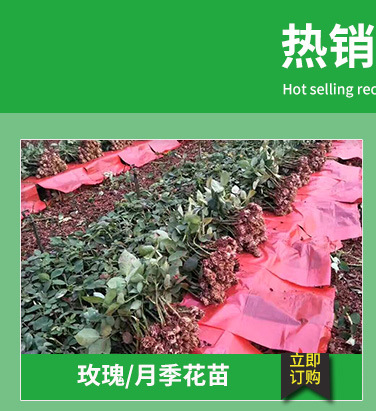 昆明基地大量销售云南玫瑰盆栽花卉种苗可食用性玫瑰花苗可泡花茶示例图2