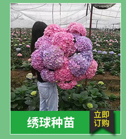 昆明基地大量销售云南玫瑰盆栽花卉种苗可食用性玫瑰花苗可泡花茶示例图4
