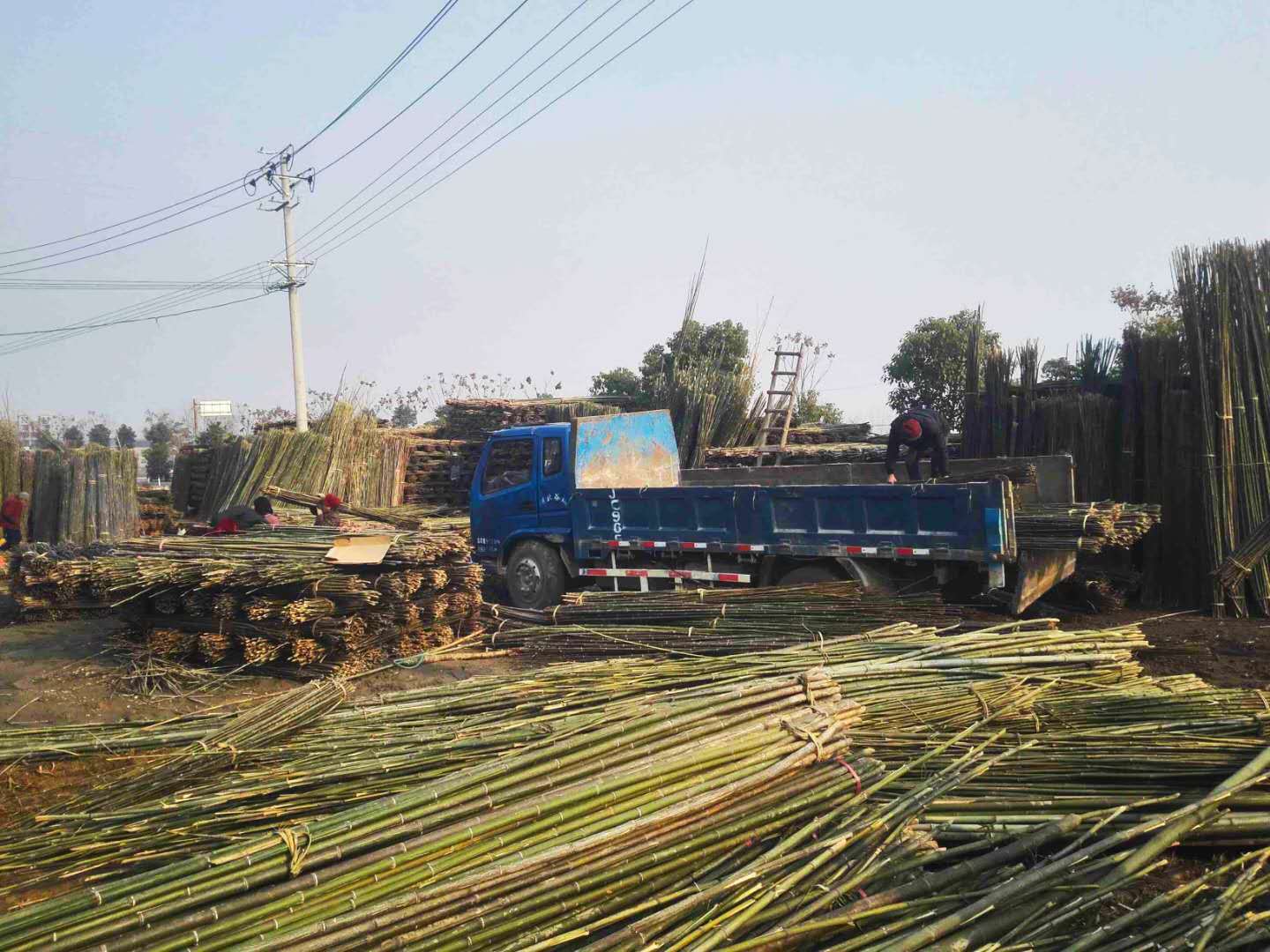 竹杆 产地厂家自销大量搭架小竹杆 温棚竹杆4-8米 果园 绿化树木撑树竹杆批发示例图2