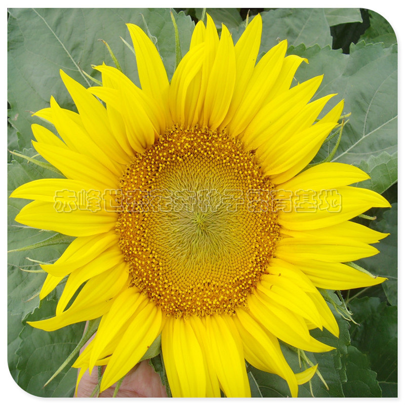 向日葵种子 观赏向日葵 插花向日葵 向日葵鲜切花 盆花太阳转示例图2