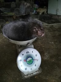 6斤老鼠.jpg