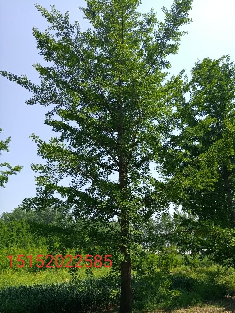 直生1-25-30-40公分银杏树价格示例图8