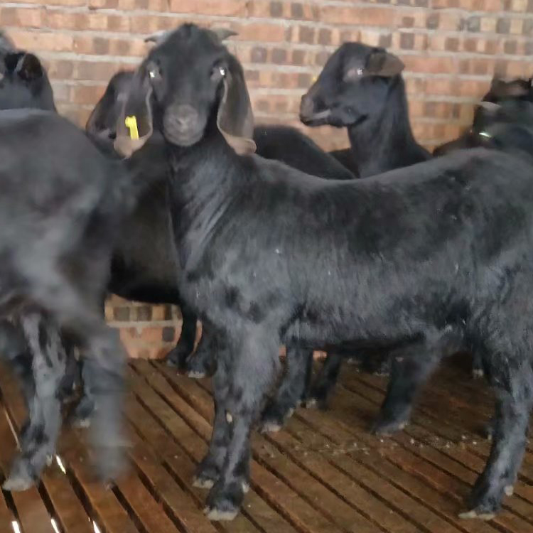 黑山羊 求购黑山羊 黑山羊繁殖基地 三友 黑山羊圈养 长期供应