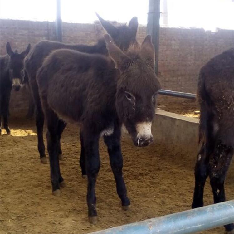 肉驴 驴价格 2017年肉驴苗价格 三友 黑驴价格 大量供应