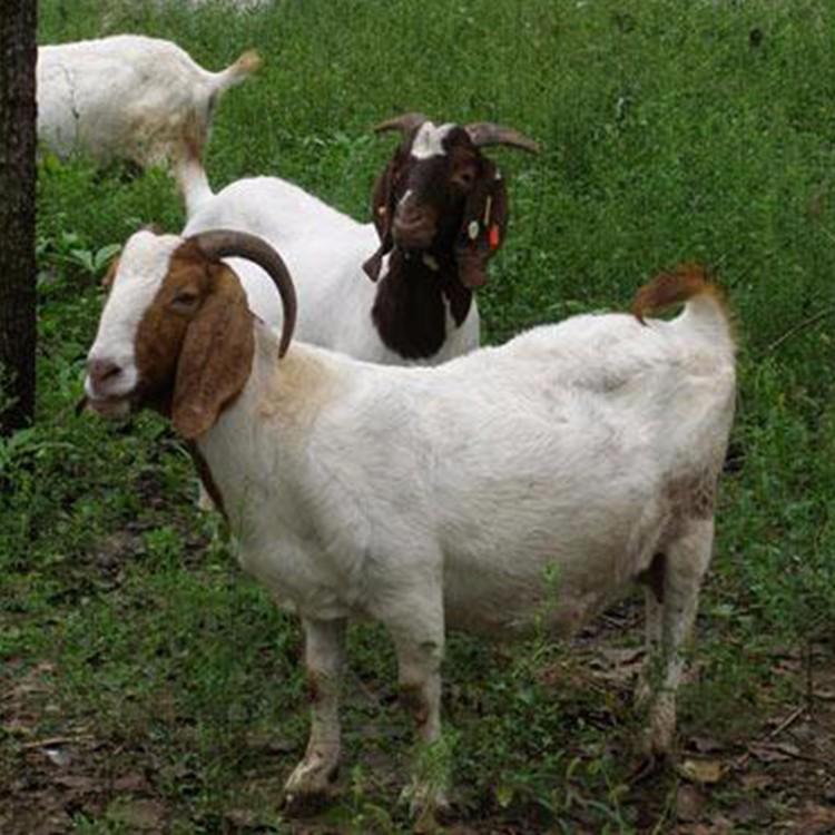 波尔山羊 大量供应波尔山羊羊苗 供应多品种波尔山羊 三友 波尔山羊种母羊出售 价格优