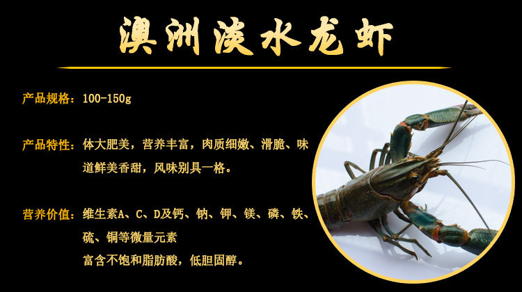 新鲜购 养殖户直供 鲜活澳洲淡水龙虾 蓝色龙虾 淡水小龙虾苗示例图2