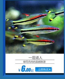 上海热带鱼供应 红鼻剪刀观赏鱼 热带观赏鱼批发示例图6