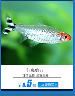 上海热带鱼供应 红鼻剪刀观赏鱼 热带观赏鱼批发示例图7