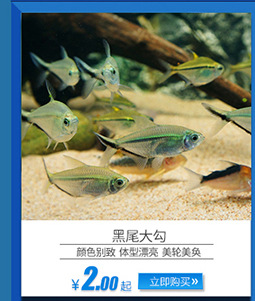 上海热带鱼供应 红鼻剪刀观赏鱼 热带观赏鱼批发示例图3