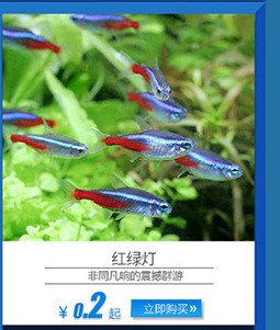 蓝眼灯热带观赏鱼 生态小型观赏鱼养殖 冷水观赏鱼批发示例图5