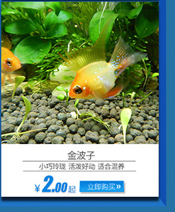 上海热带鱼供应 红鼻剪刀观赏鱼 热带观赏鱼批发示例图8