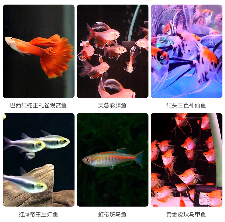 小型观赏鱼热带红头三色神仙鱼 供应水族馆热带红头三色神仙鱼示例图7