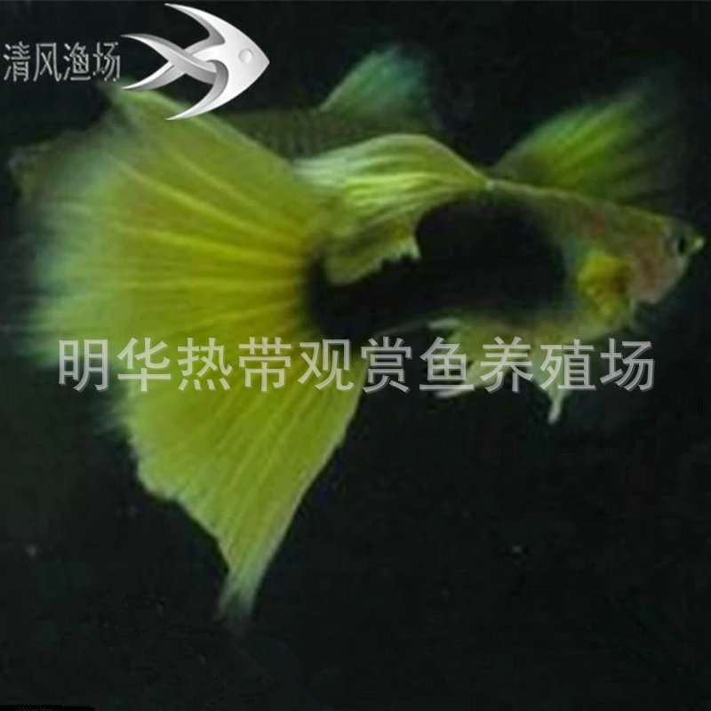 黄礼服热带观赏鱼 淡水小型孔雀鱼 热带观赏鱼批发示例图69