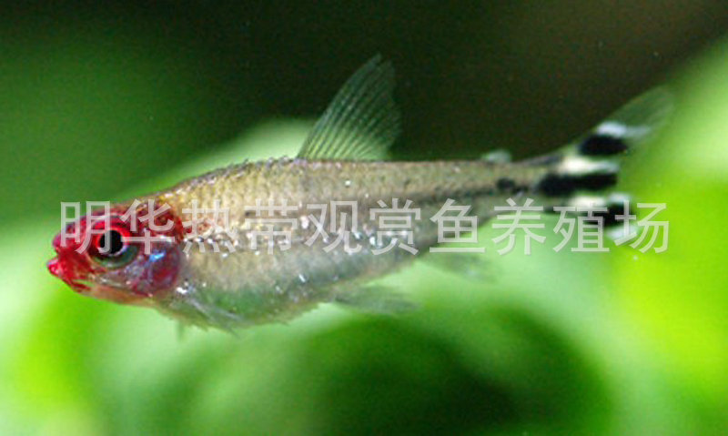 上海热带鱼供应 红鼻剪刀观赏鱼 热带观赏鱼批发示例图72