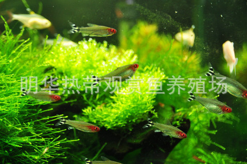 上海热带鱼供应 红鼻剪刀观赏鱼 热带观赏鱼批发示例图68