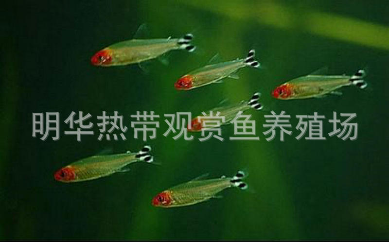 上海热带鱼供应 红鼻剪刀观赏鱼 热带观赏鱼批发示例图71