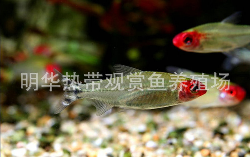 上海热带鱼供应 红鼻剪刀观赏鱼 热带观赏鱼批发示例图69