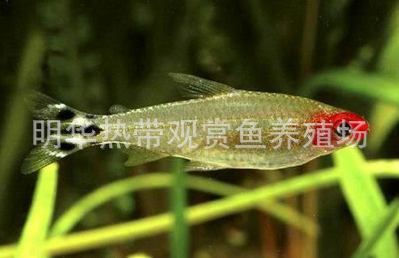 上海热带鱼供应 红鼻剪刀观赏鱼 热带观赏鱼批发示例图67