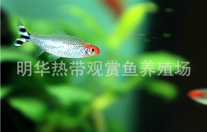 上海热带鱼供应 红鼻剪刀观赏鱼 热带观赏鱼批发示例图70