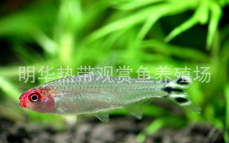 上海热带鱼供应 红鼻剪刀观赏鱼 热带观赏鱼批发示例图73