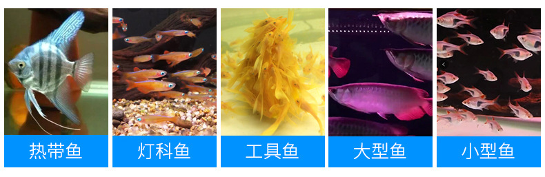 活体热带淡水观赏鱼红尾帝王兰灯 出售小型活体鱼红尾帝王兰灯示例图3