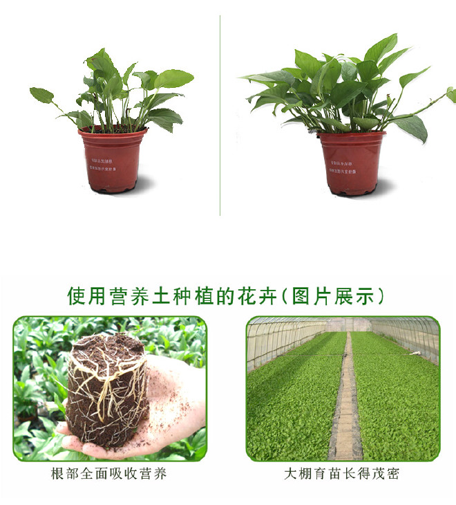 潘氏营养土20L/袋大包装泥炭土 通用型有机植物种植土 植物营养示例图8
