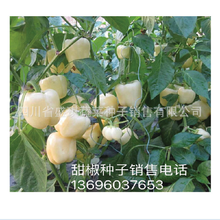 白色甜椒种子 方形甜椒种子 特色辣椒种子批发 乳白色甜椒种子示例图7