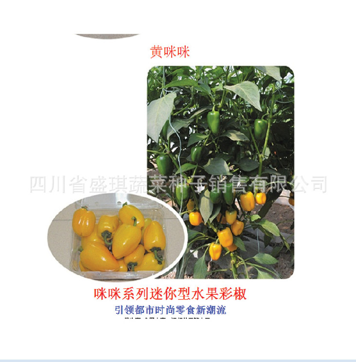 白色甜椒种子 方形甜椒种子 特色辣椒种子批发 乳白色甜椒种子示例图25