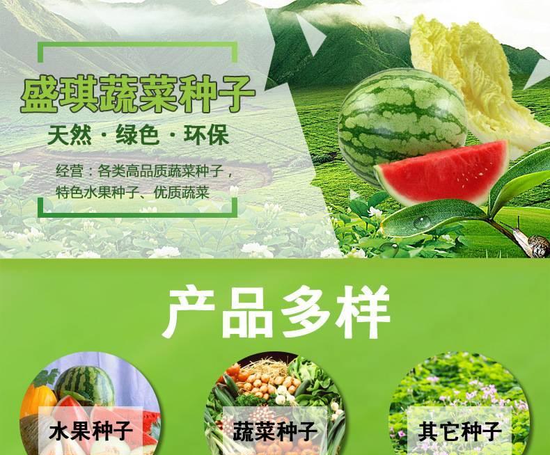 春秋型绿圆霸菠菜种子  绿霸王杂交一代菠菜种子 优质菠菜种子示例图10