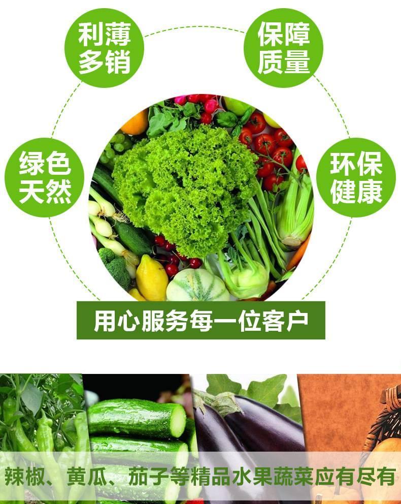 春秋型绿圆霸菠菜种子  绿霸王杂交一代菠菜种子 优质菠菜种子示例图9
