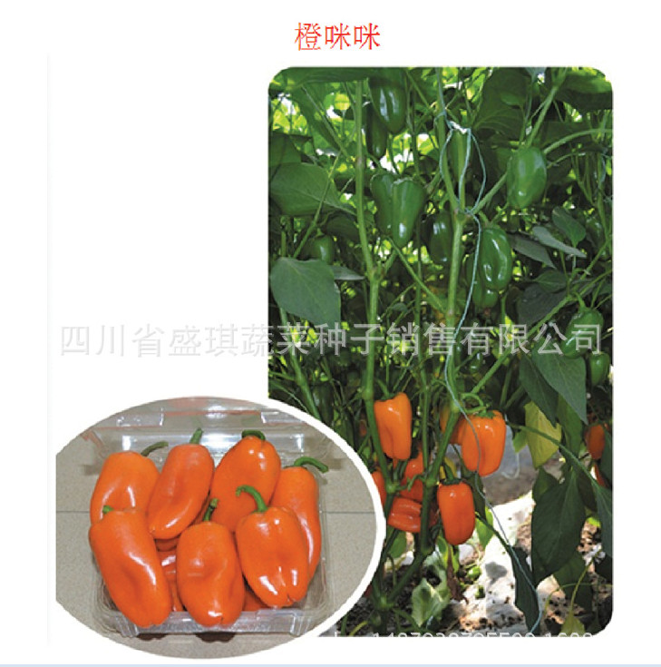 白色甜椒种子 方形甜椒种子 特色辣椒种子批发 乳白色甜椒种子示例图26