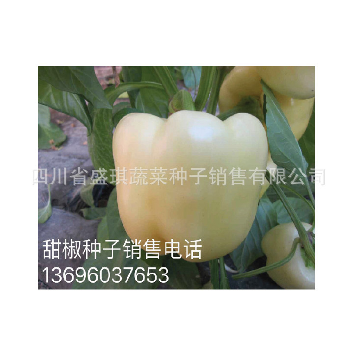 白色甜椒种子 方形甜椒种子 特色辣椒种子批发 乳白色甜椒种子示例图8