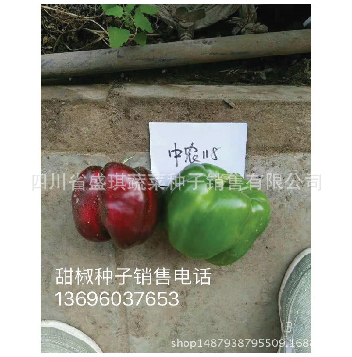 白色甜椒种子 方形甜椒种子 特色辣椒种子批发 乳白色甜椒种子示例图15