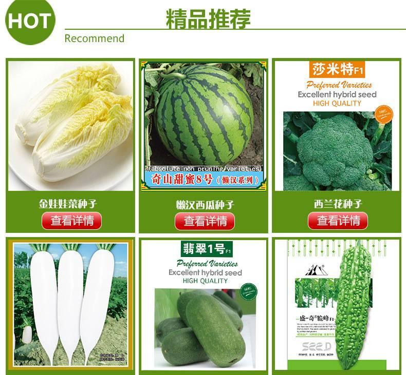 春秋型绿圆霸菠菜种子  绿霸王杂交一代菠菜种子 优质菠菜种子示例图1