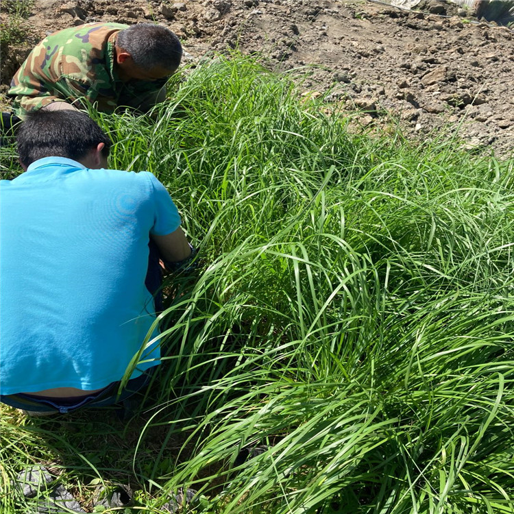 綠籬 紫穗狼尾草基地 紫穗狼尾草幼苗批發 紫穗狼尾草種植基地