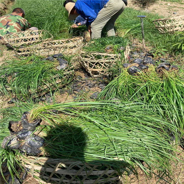 绿篱 紫穗狼尾草基地 紫穗狼尾草幼苗批发 紫穗狼尾草种植基地