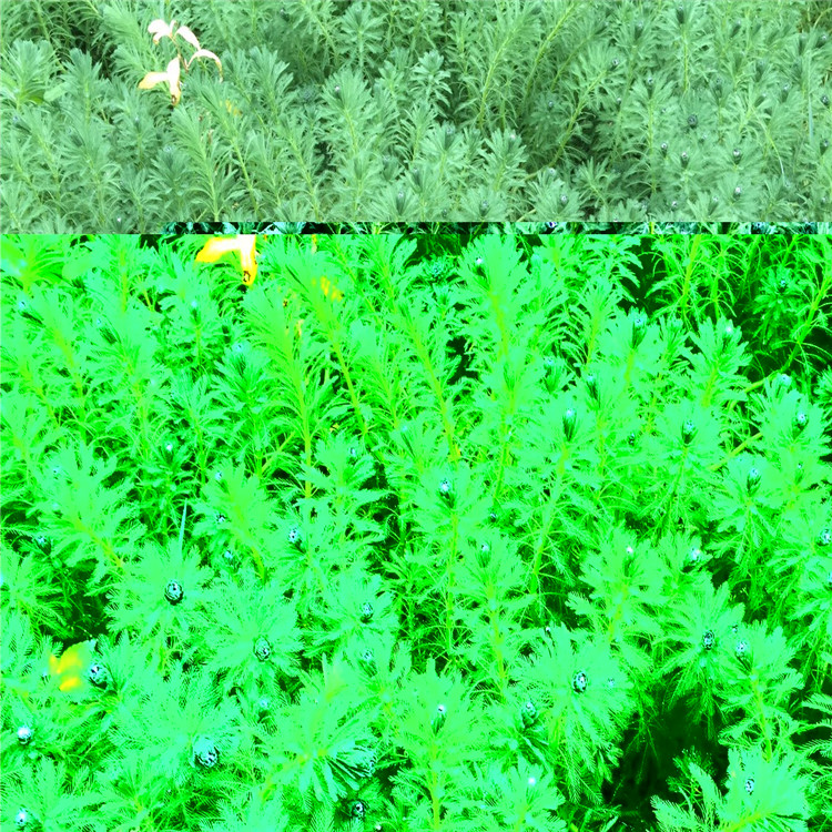 绿篱苗圃 穗花狐尾藻 湿地绿化尾藻 观赏植物