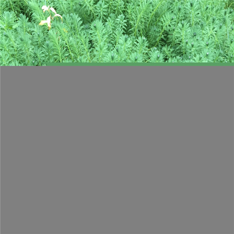 绿篱苗圃 穗花狐尾藻 湿地绿化尾藻 观赏植物