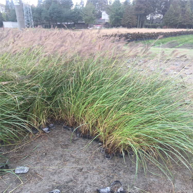 綠籬 紫穗狼尾草基地 紫穗狼尾草幼苗批發 紫穗狼尾草種植基地