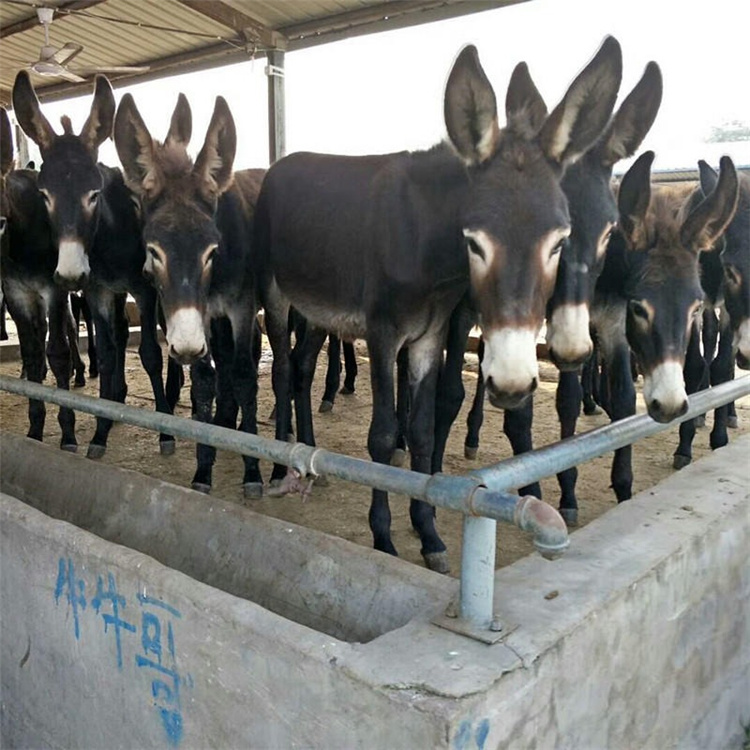 300斤驴苗价格 德州驴 通凯生产基地 大型肉驴繁育基地示例图21