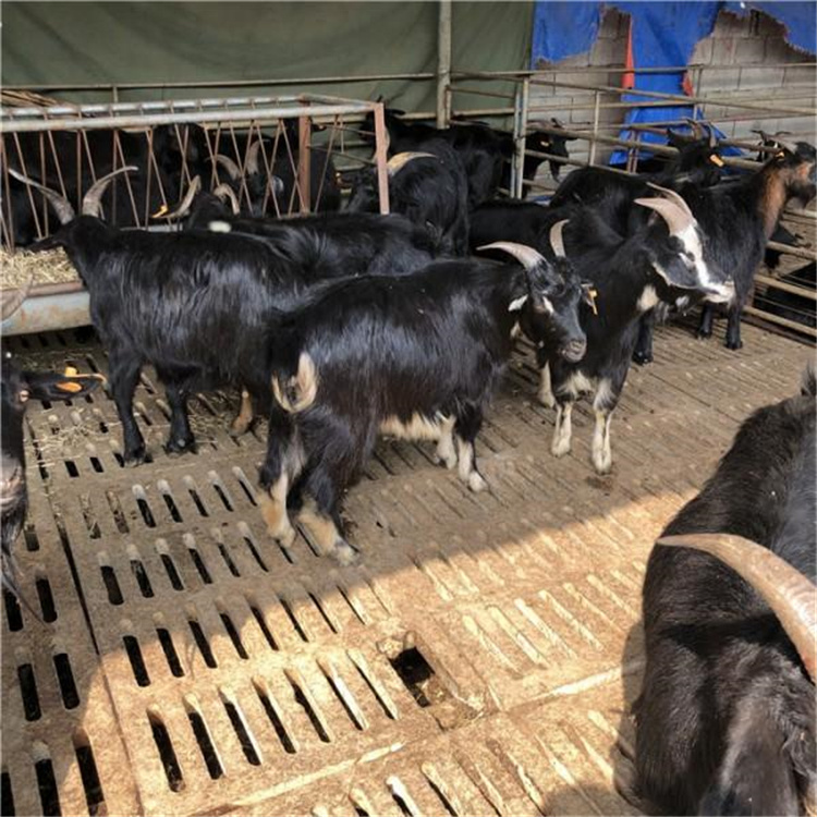 贵州萨能黑山羊种羊基地供应价格萨能黑山羊羊苗市场示例图10