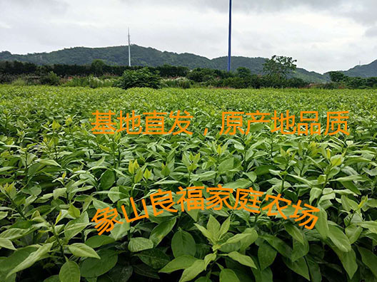 柑橘新品种：091，无籽沃柑 象山县良福家庭农场批发示例图2