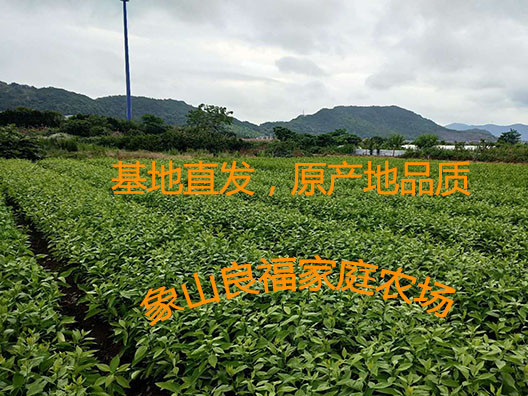 柑橘新品种：091，无籽沃柑 象山县良福家庭农场批发示例图1
