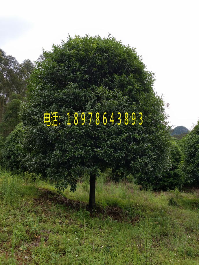出售批发桂花树１０－１２公分 桂林黄金桂 广西桂花树 广西金桂林9